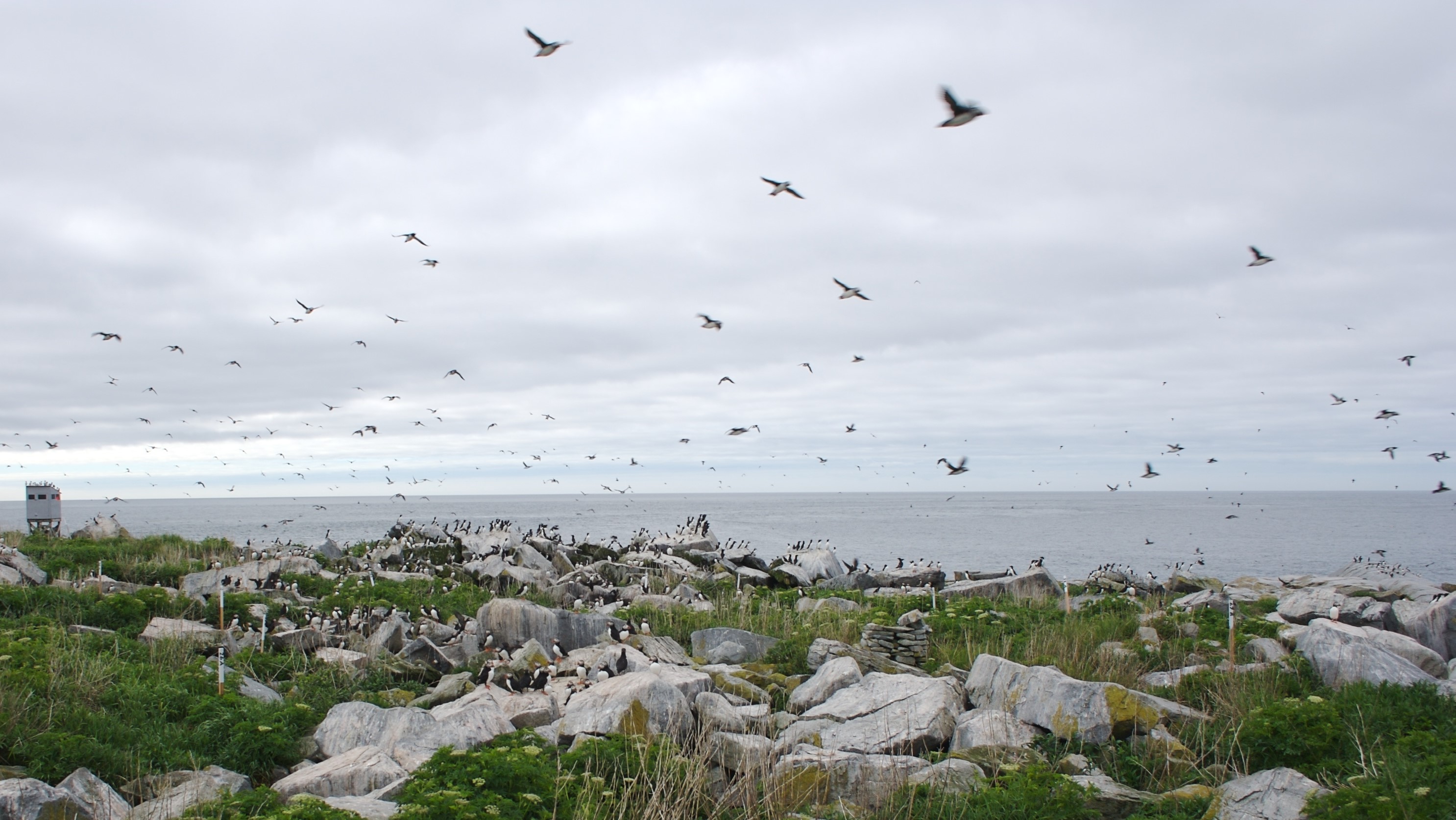 View of the Machias Seal bird colony from land with ocean in the background.