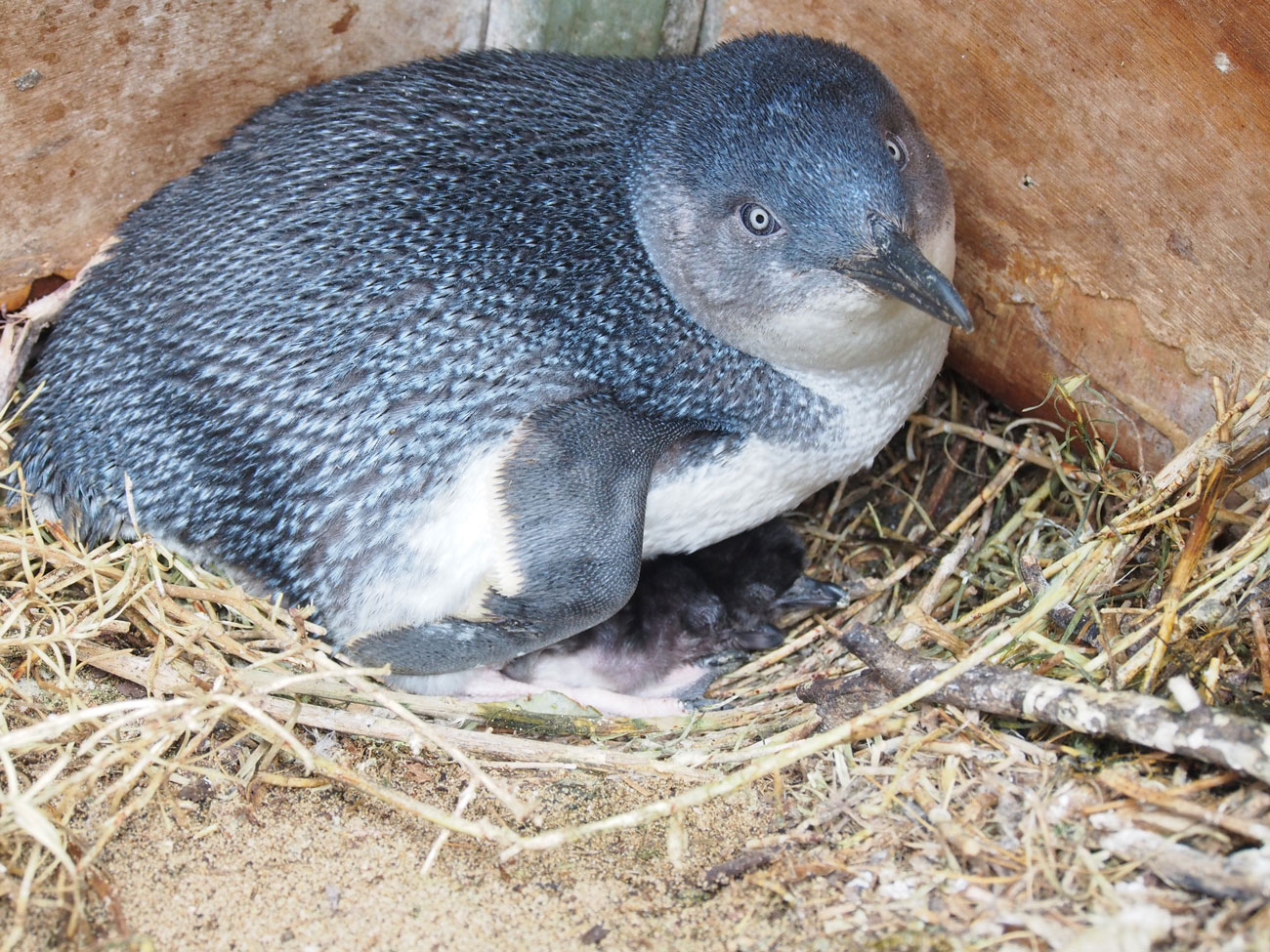 Adult Little Penguin with 2 chicks less than 1 week old