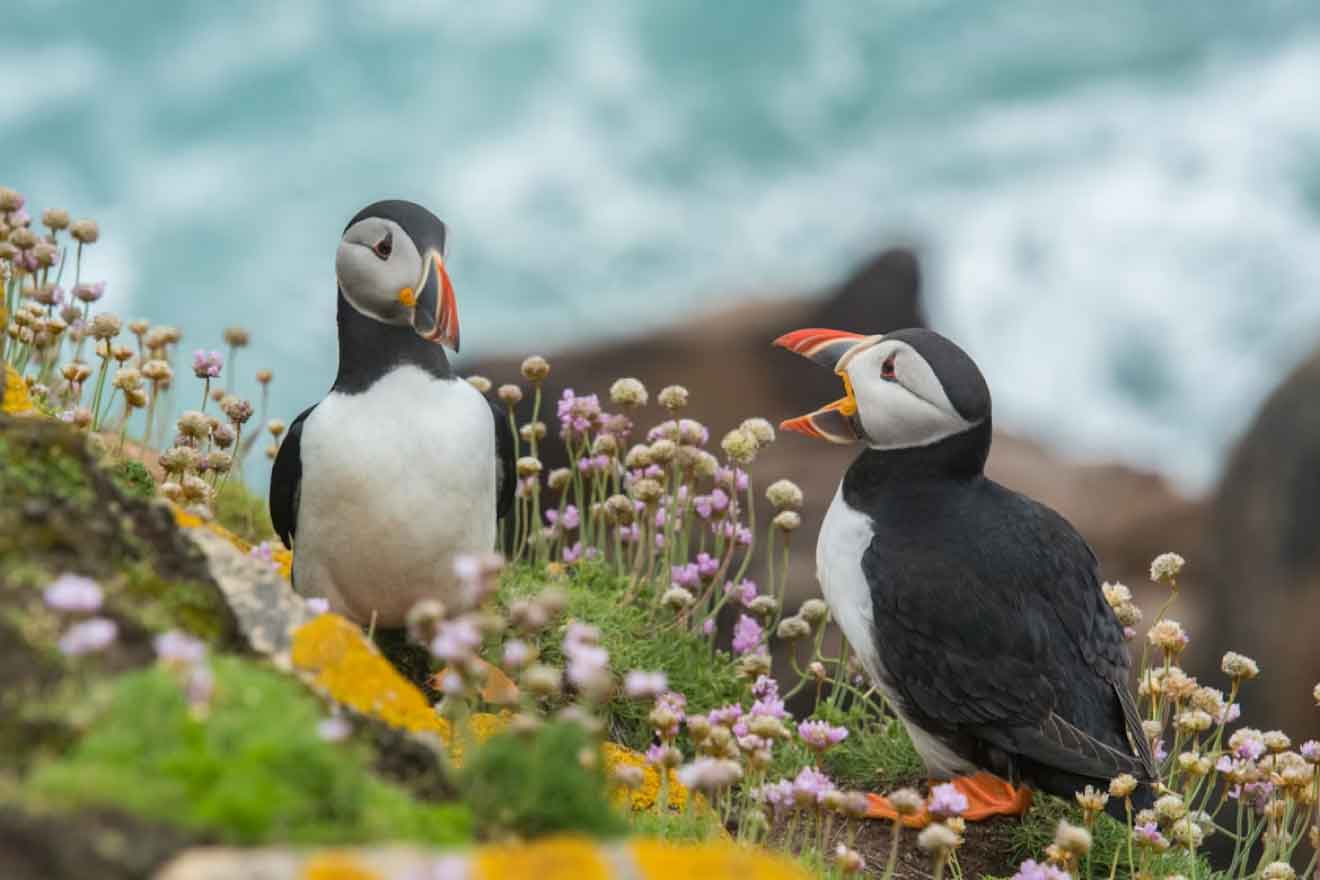 Atlantic puffins