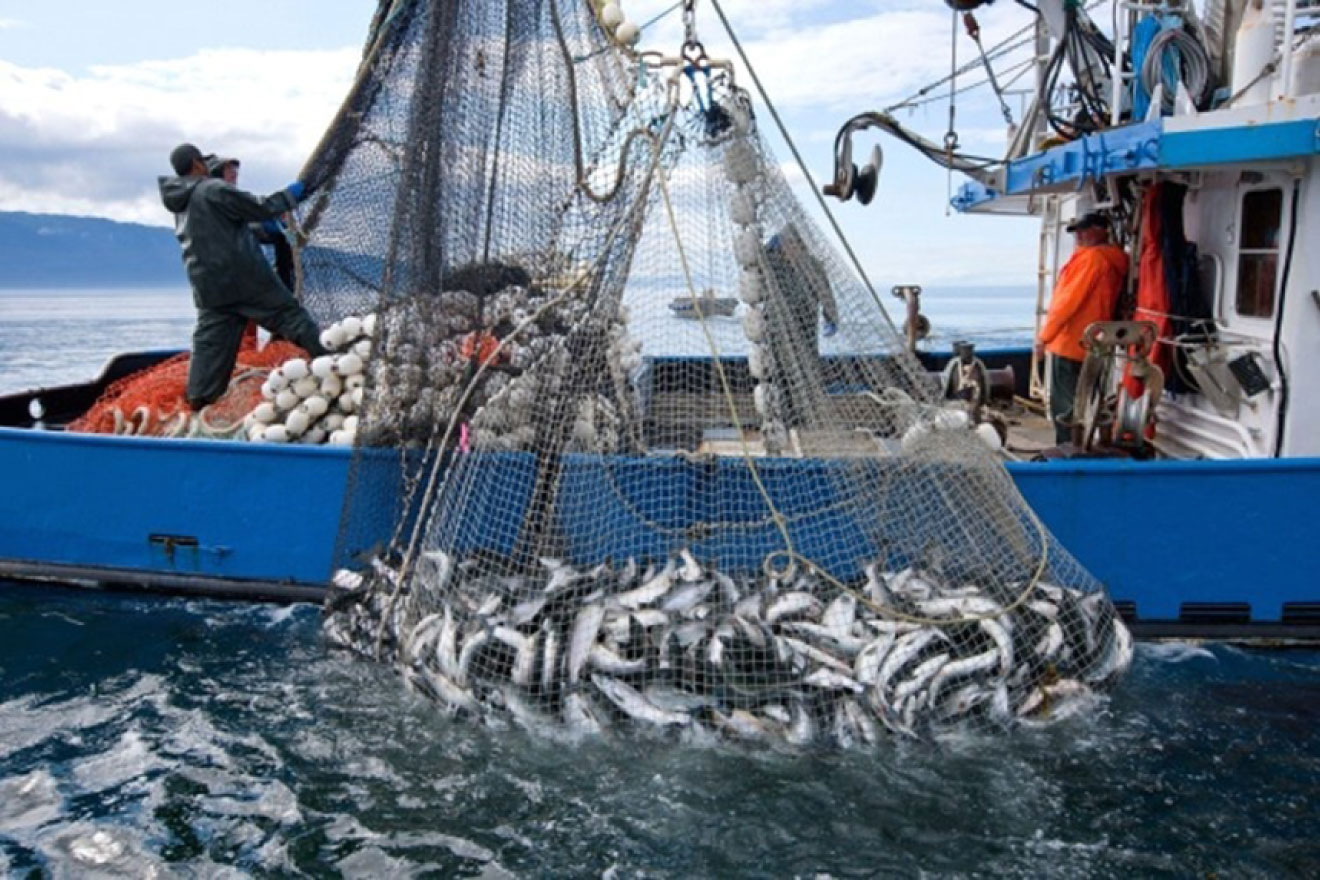 Fishing boat lifting nets out of water full of fish.