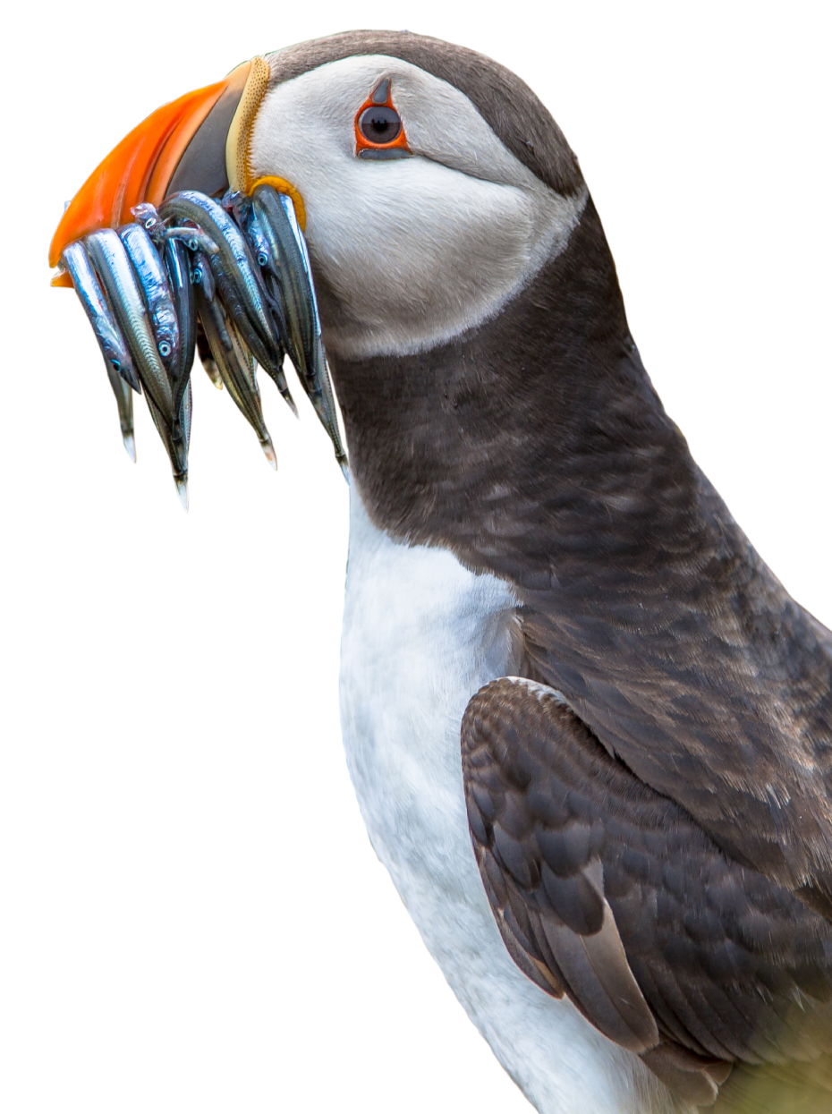 Puffin (Fratercula arctica) with beak full of sandeels. 