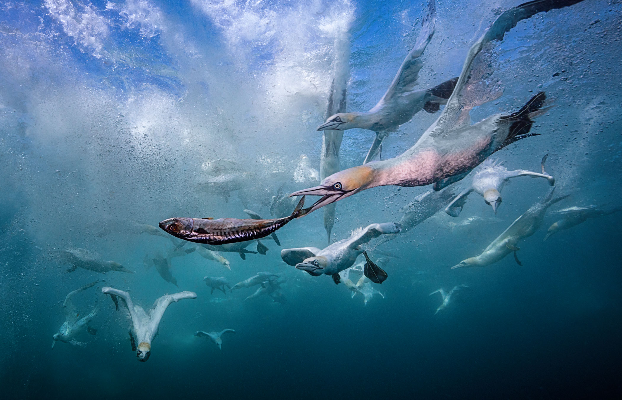 Diving Northern gannets