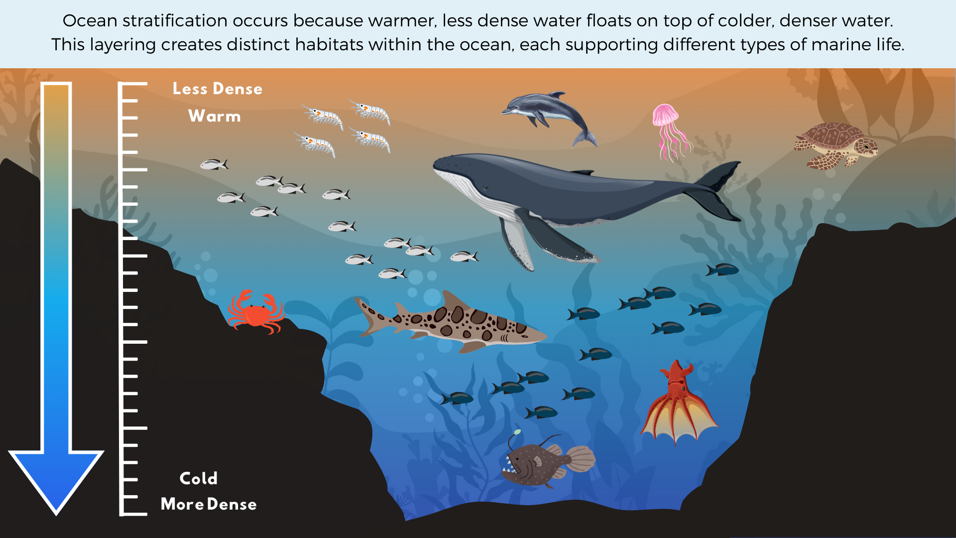 Illustration of a wide variety of thriving marine species with text caption: Ocean stratification occurs because warmer, less dense water floats on top of colder, denser water. This layering creates distinct habitats within the ocean, each supporting different types of marine life.