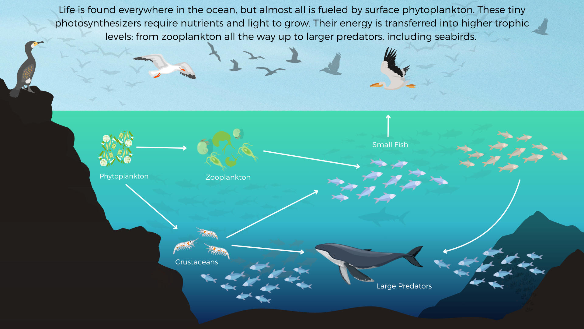 Illustration of many types of fish and phytoplankton in deep cool ocean with seabirds above. Text: Life is found everywhere in the ocean, but almost all is fueled by surface phytoplankton. These tiny photosynthesizers require nutrients and light to grow. Their energy is transferred into higher trophic levels: from zooplankton all the way up to larger predators, including seabirds.