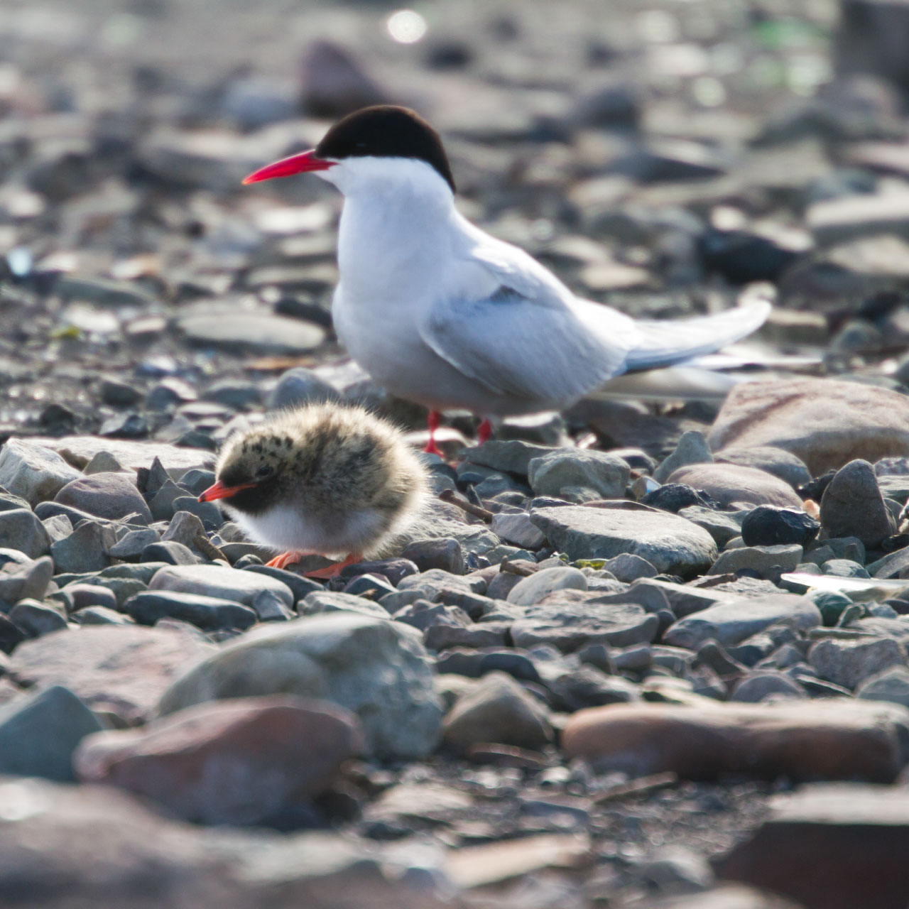 Arctic Tern and chick