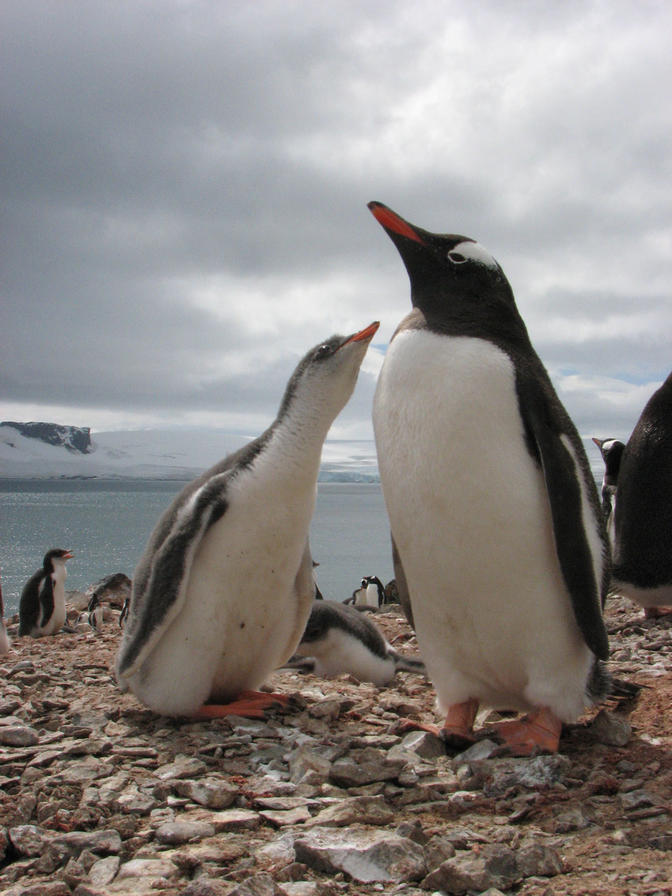 gentoo with chick Admiralty Bay