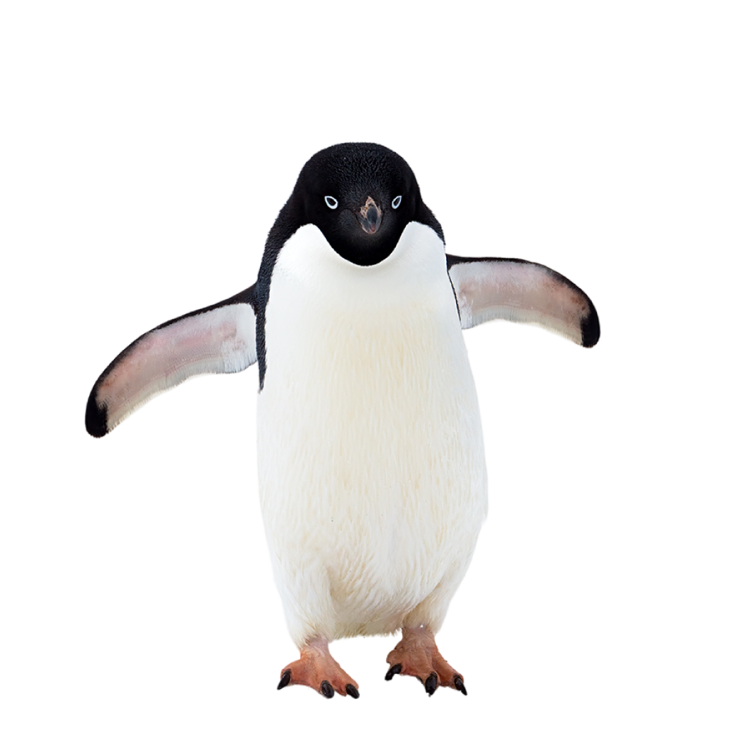 Adelie penguin