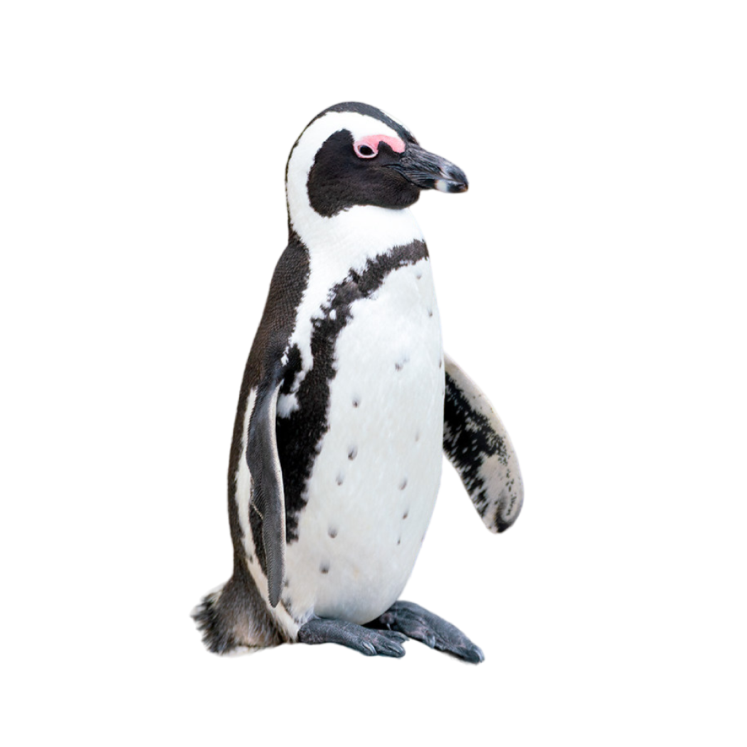 African penguin