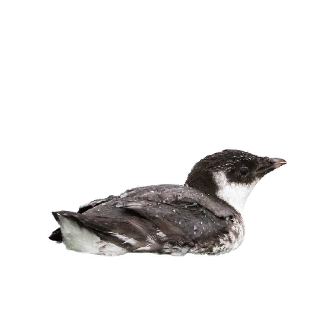 ancient murrelet