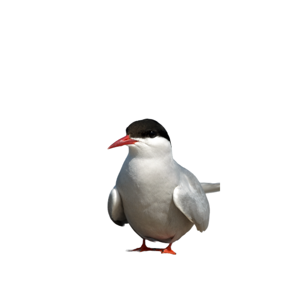 arctic tern