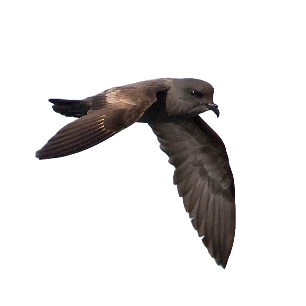 ashy storm-petrel