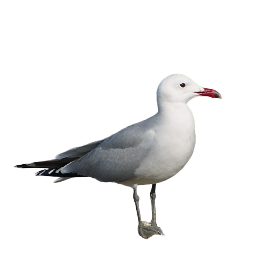 Audouin’s gull