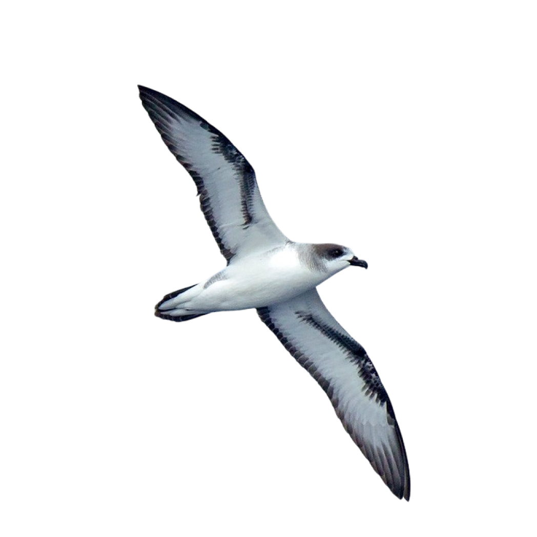 Barau’s petrel