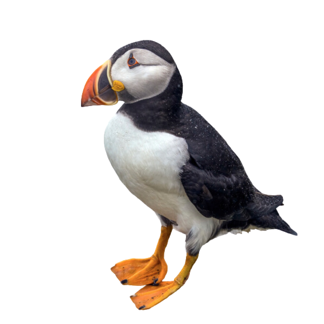 Atlantic puffin