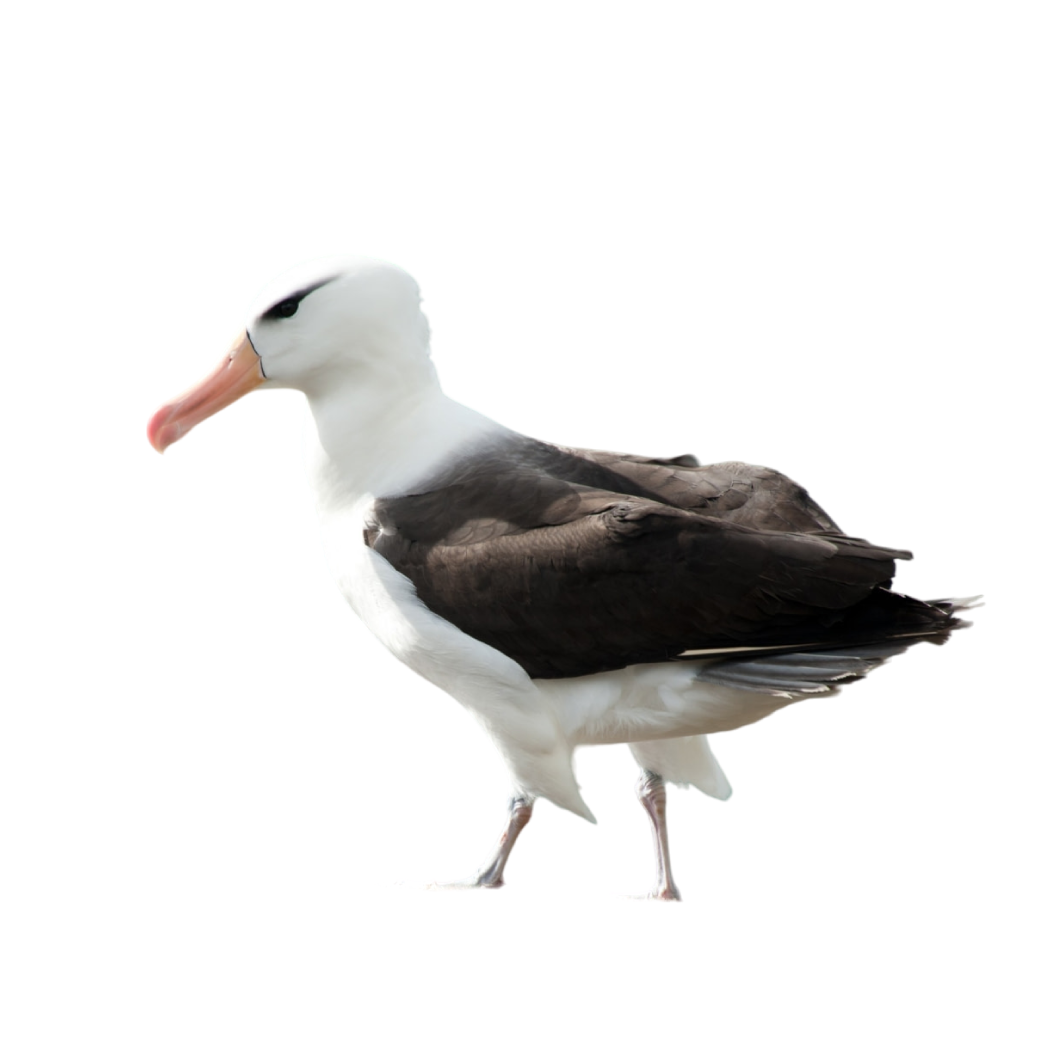 black-browed albatross