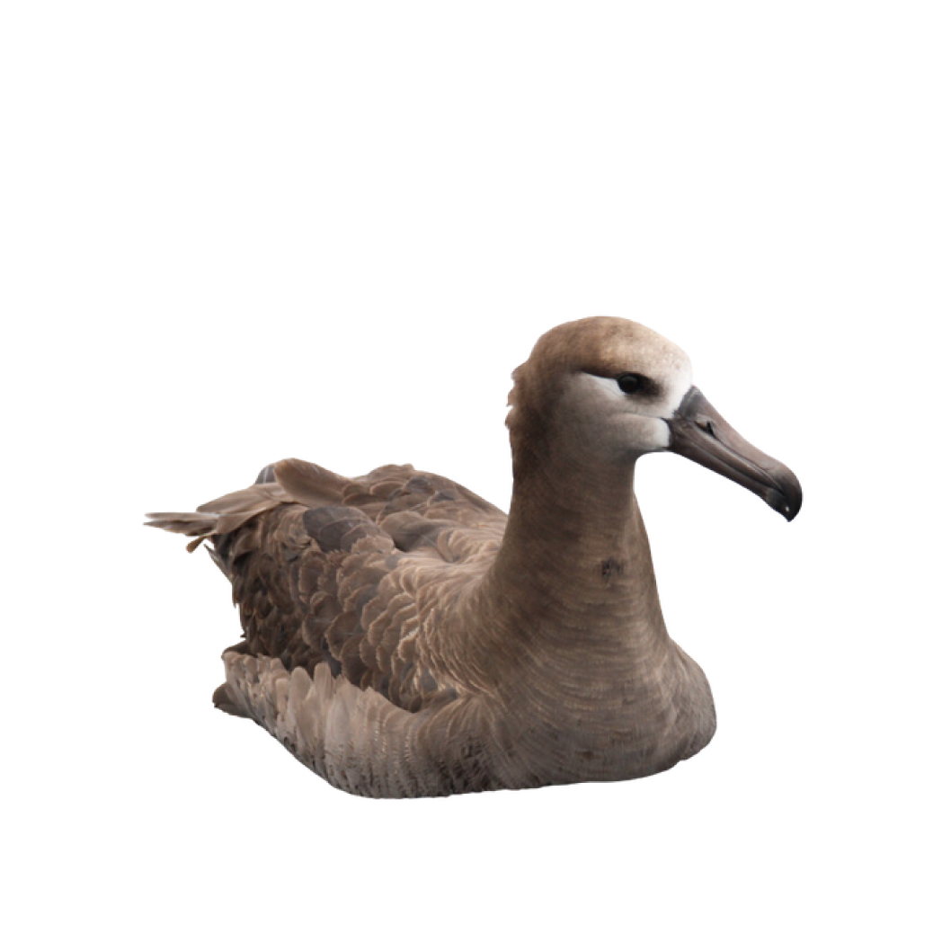 black-footed albatross