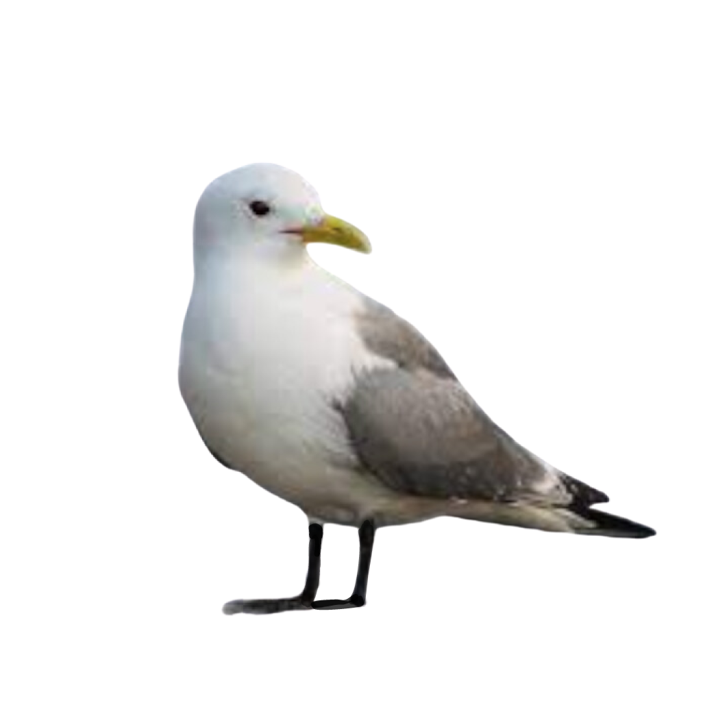 black-legged kittiwake