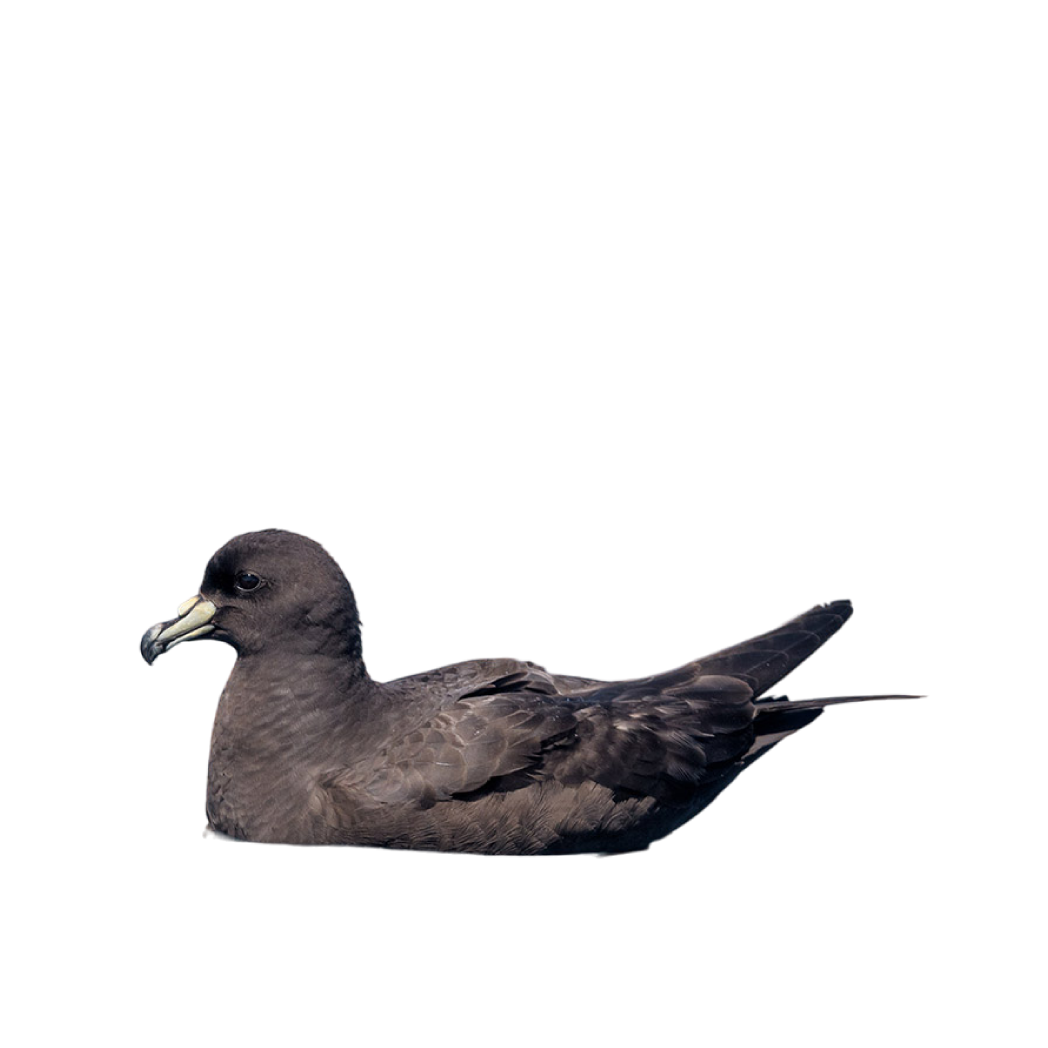 black petrel