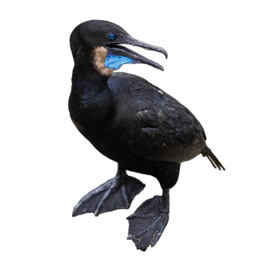 Brandt’s cormorant