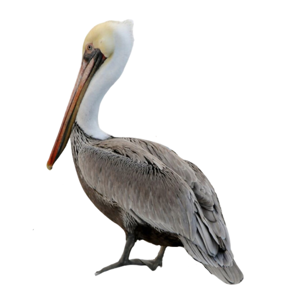 brown pelican