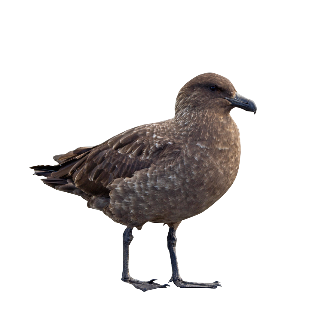 brown skua