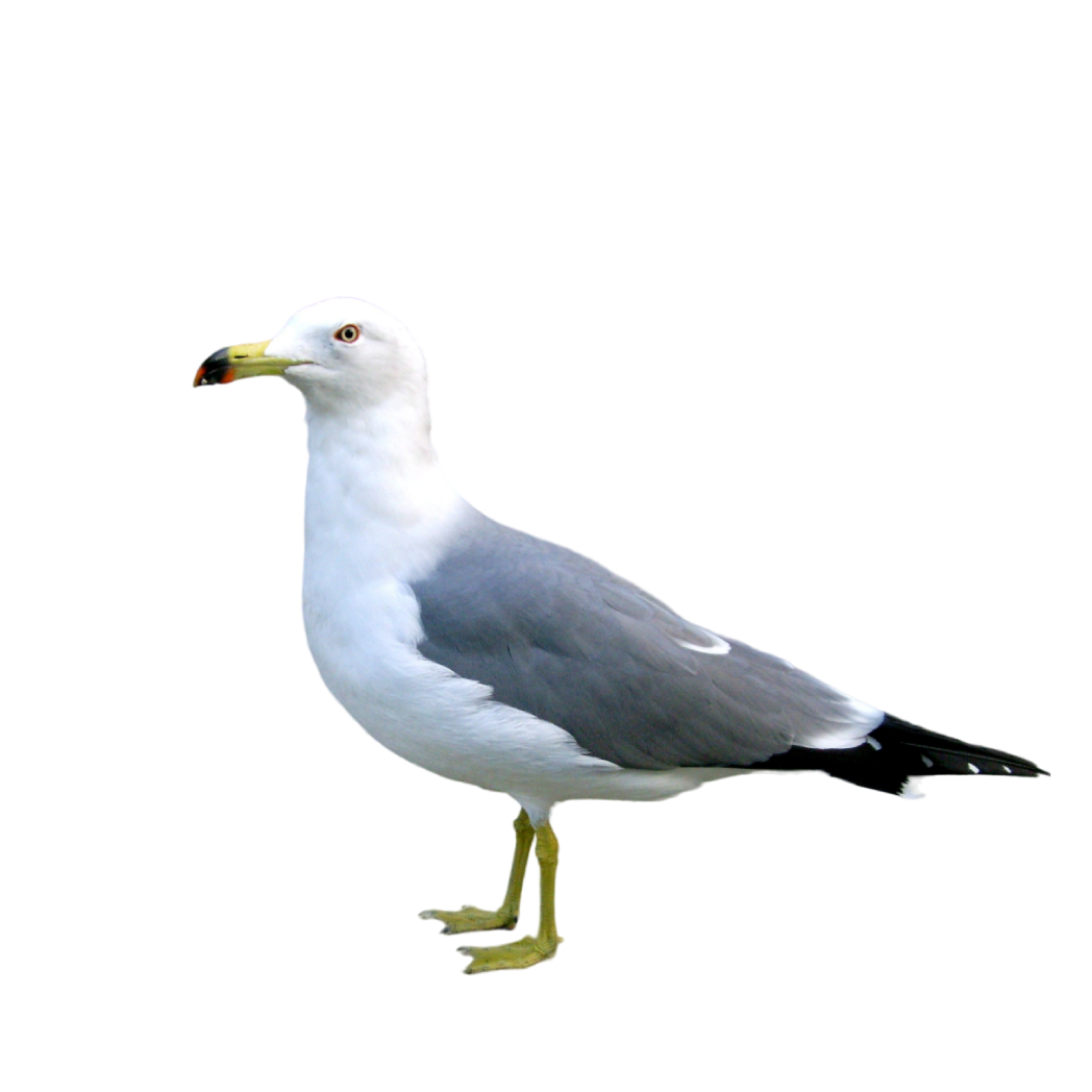 black-tailed gull