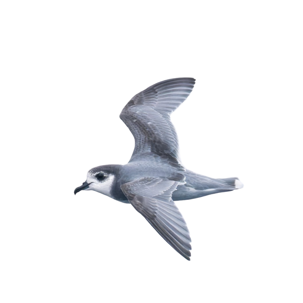 blue petrel