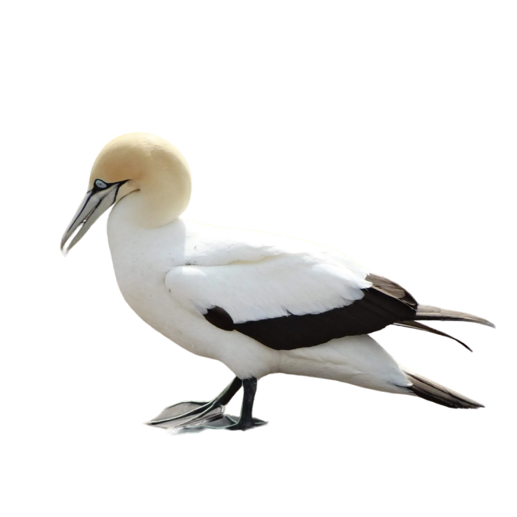 Cape gannet