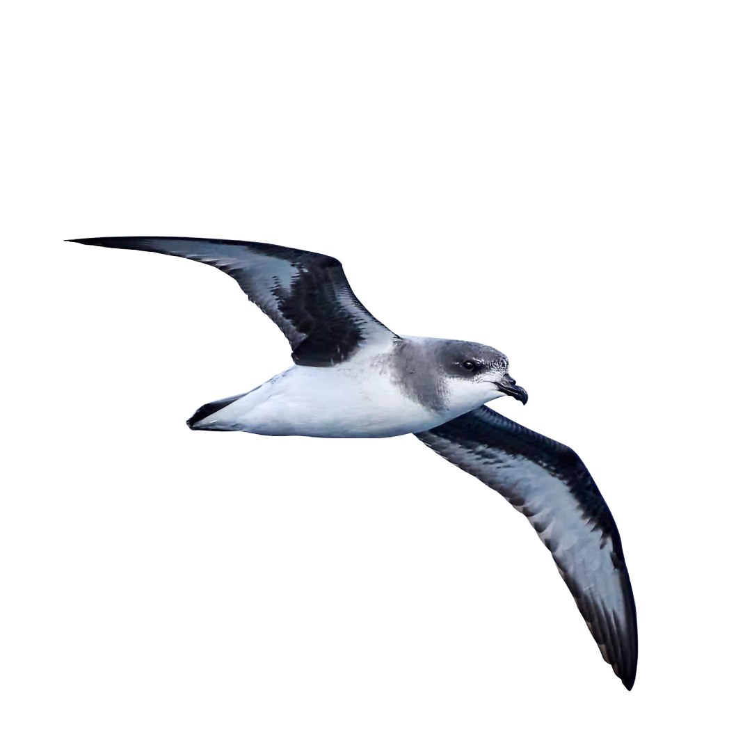 Chatham petrel