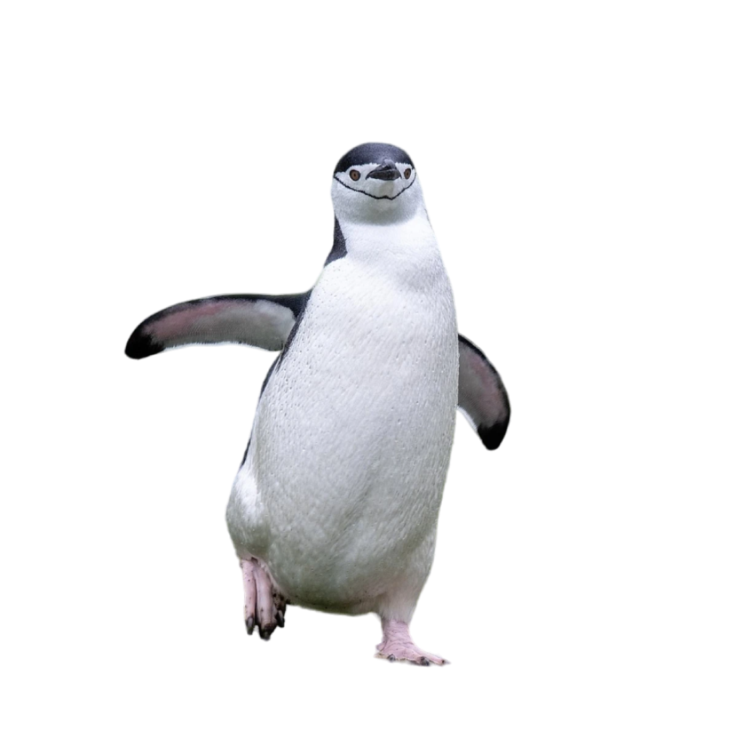 chinstrap penguin