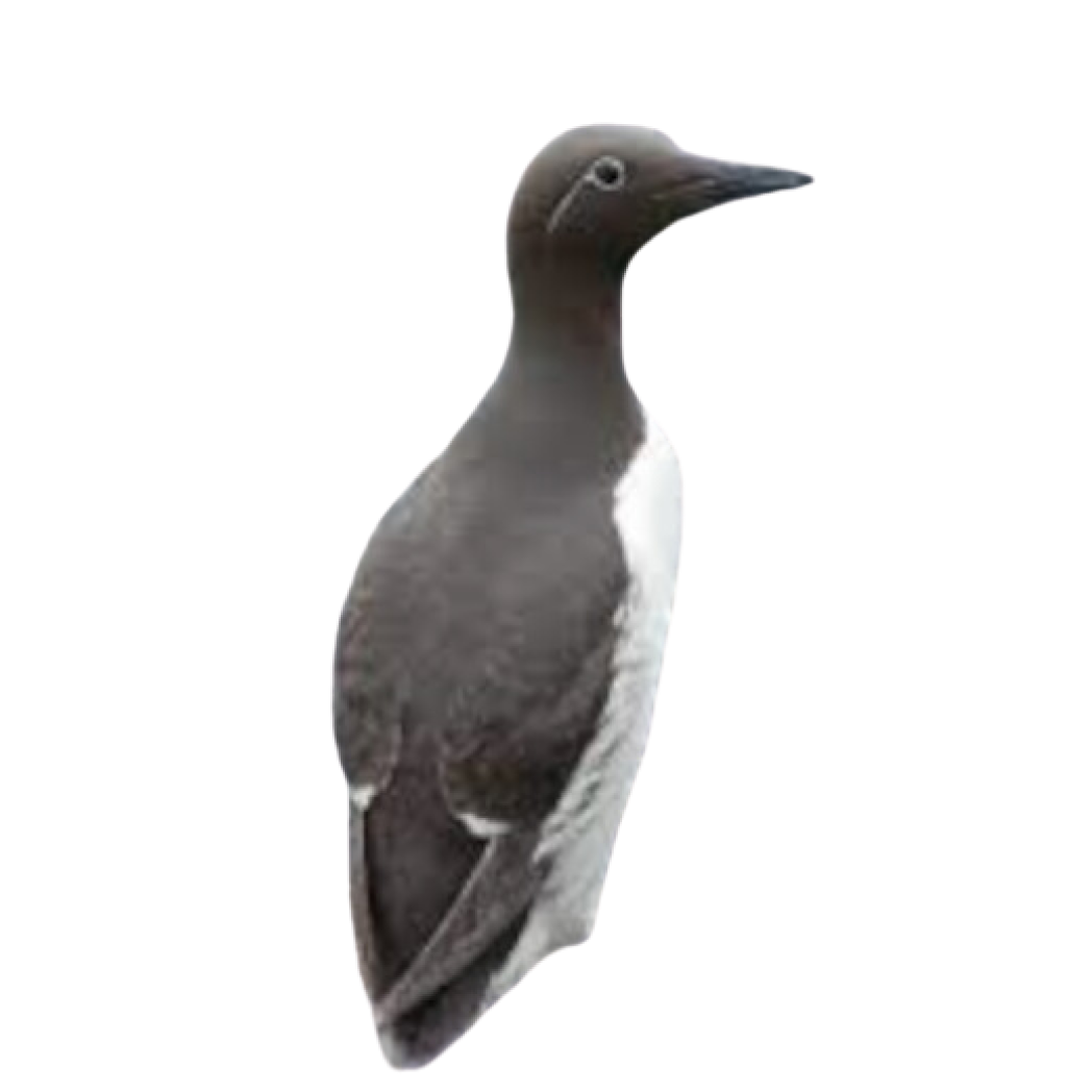 common murre