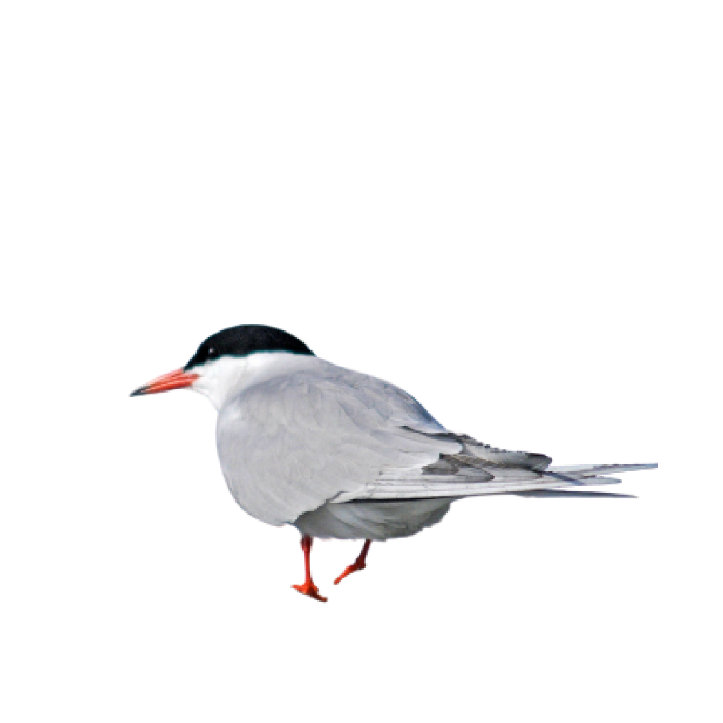 common tern