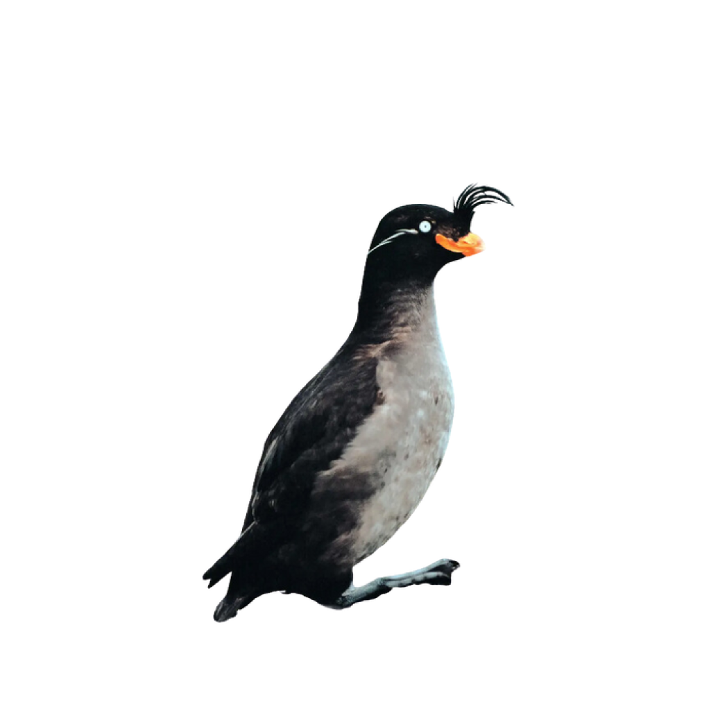 crested auklet