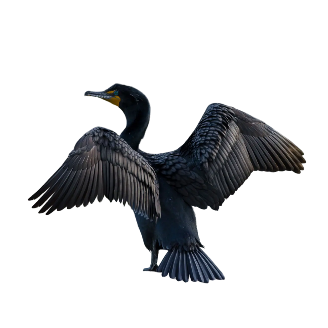 double-crested cormorant