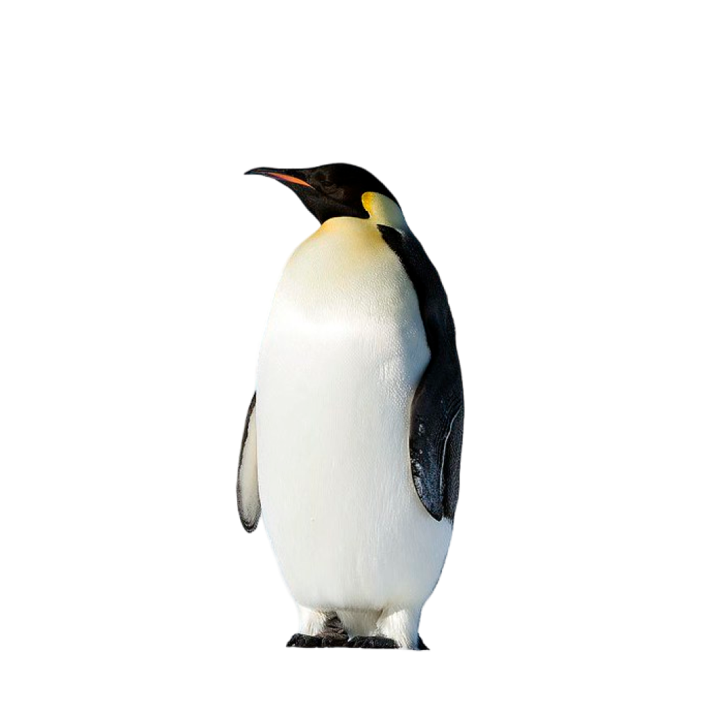 emperor penguin