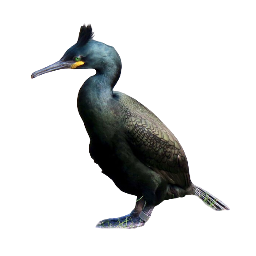 European shag