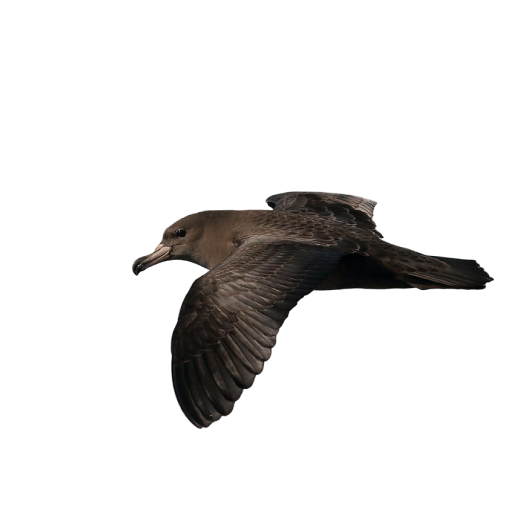 flesh-footed shearwater