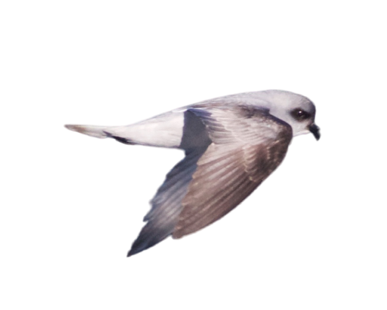 fork-tailed storm-petrel