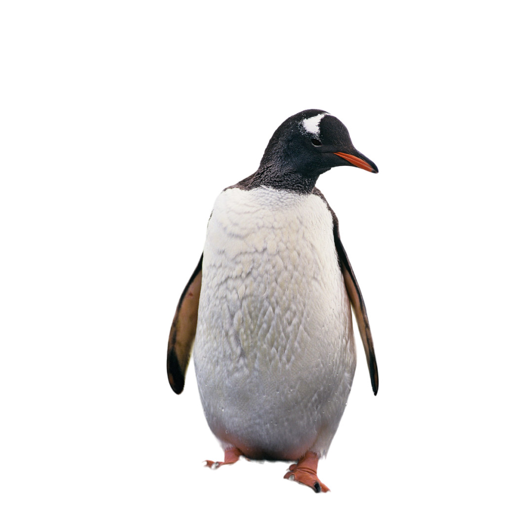 gentoo penguin