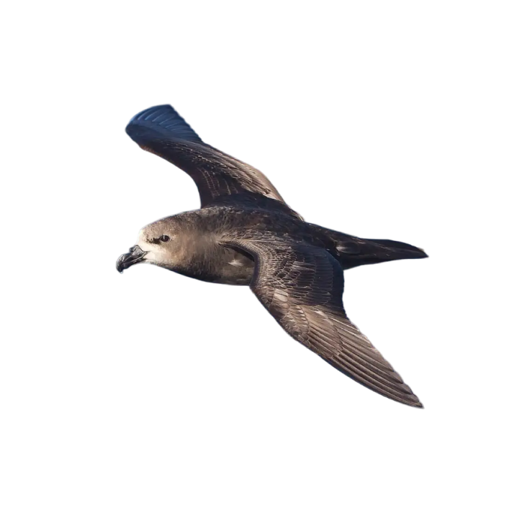 grey-faced petrel