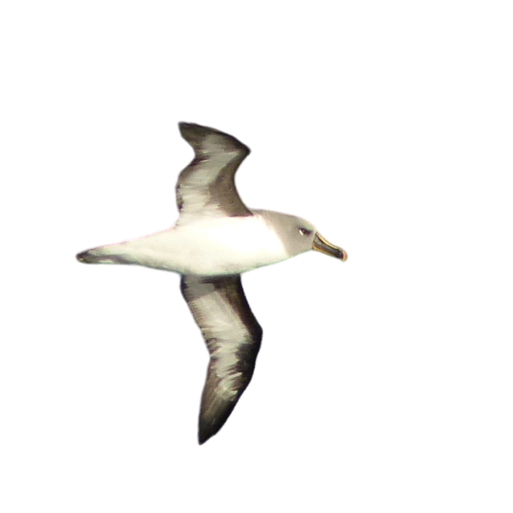 grey-headed albatross