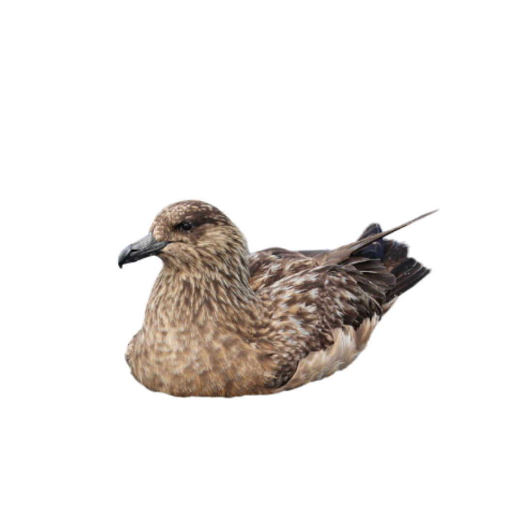 great skua