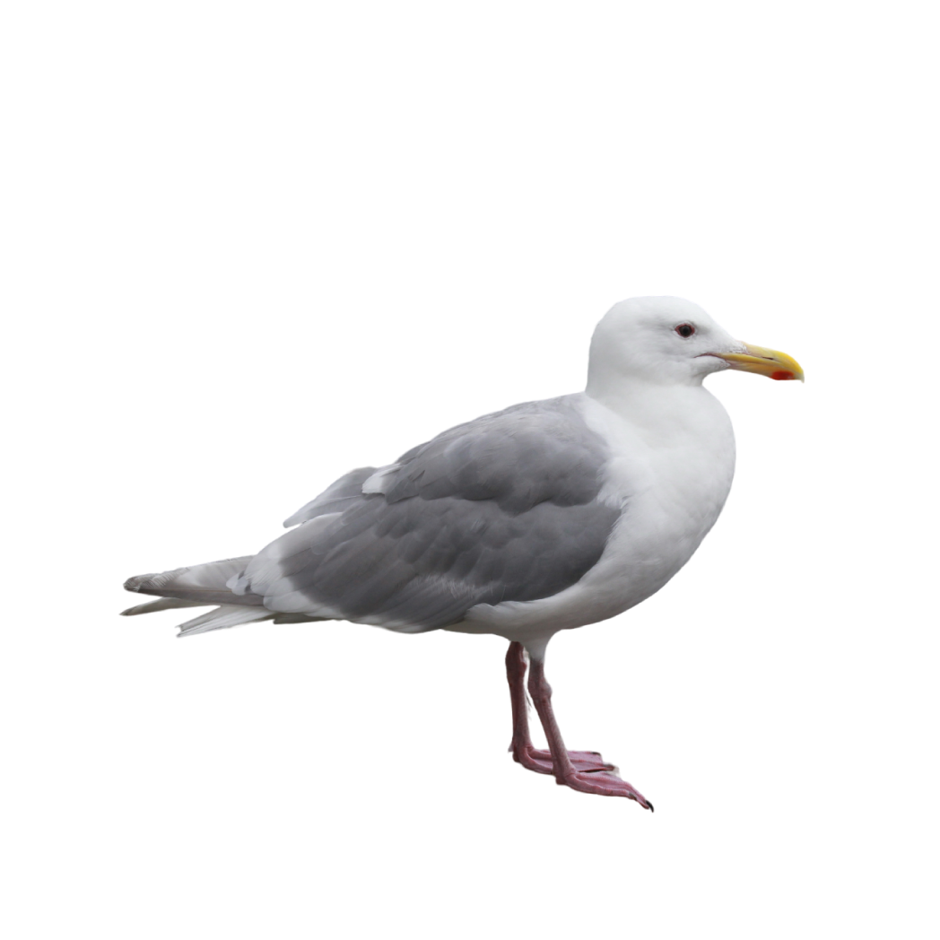 glaucous-winged gull