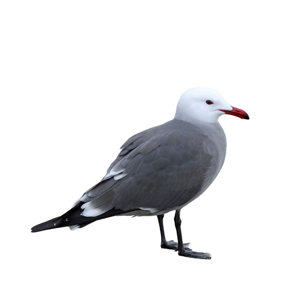 Heermann’s gull