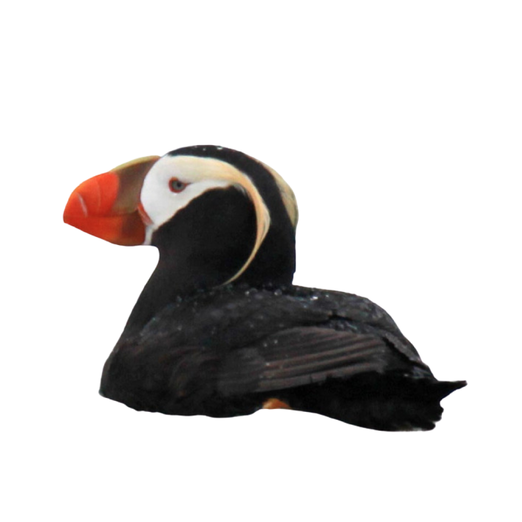 horned puffin