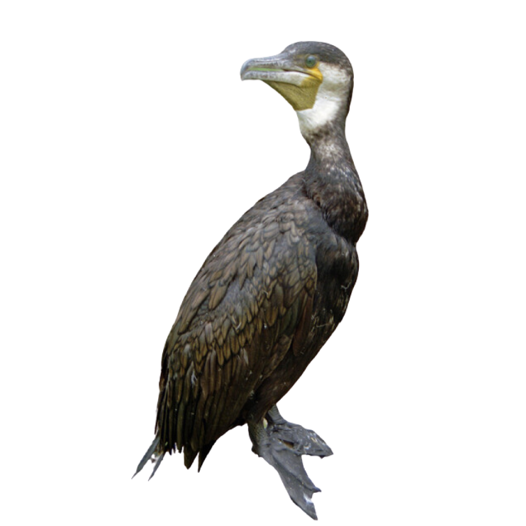 Japanese cormorant