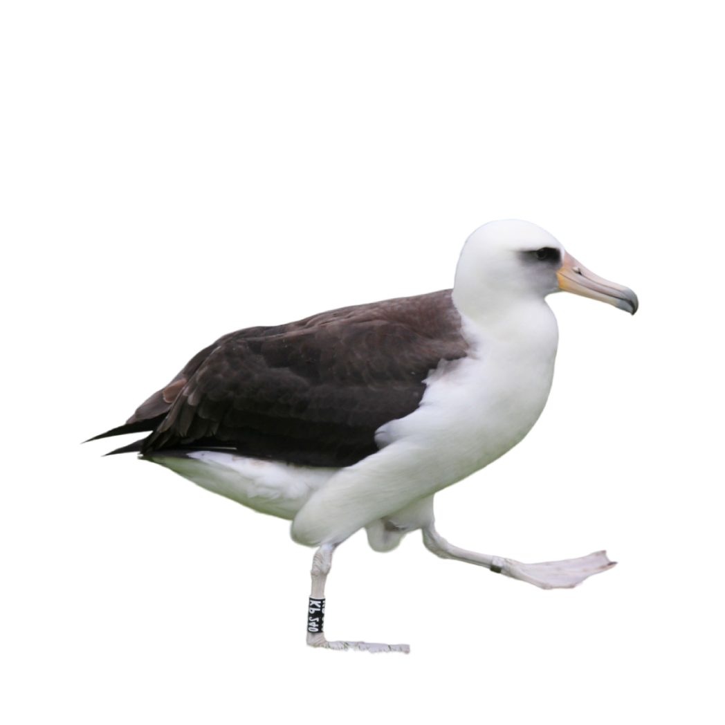 Laysan albatross