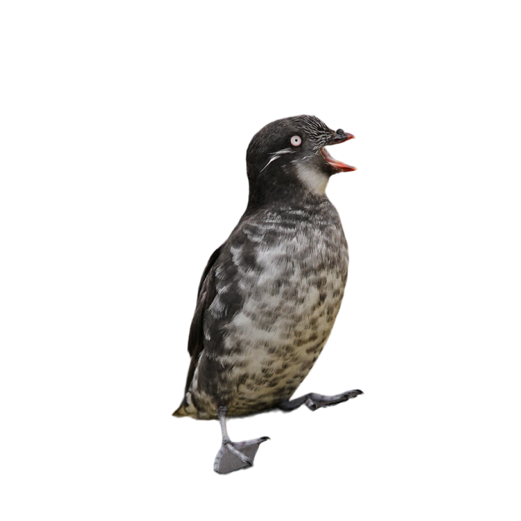 least auklet