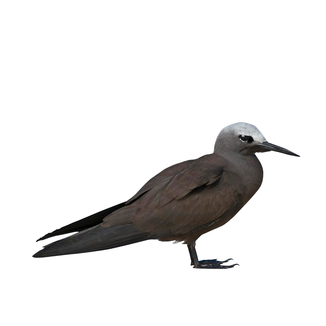 lesser noddy