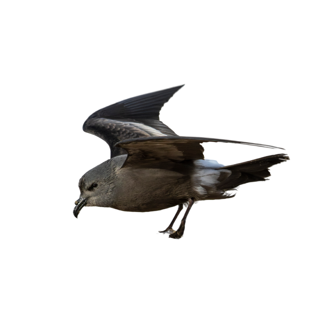 Leach’s storm-petrel